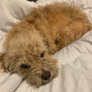 Meet your Posher, Kylie